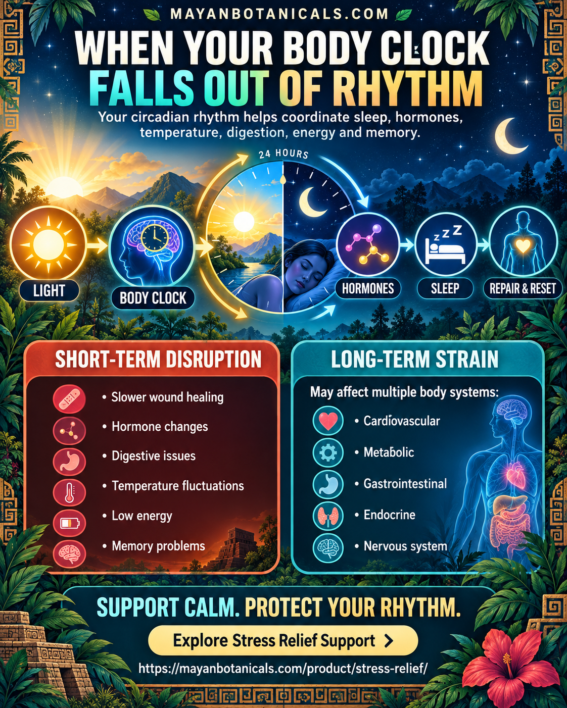 What happens if your circadian rhythm is disrupted? A Mayan Botanicals infographic showing short-term effects and body systems at long-term risk.